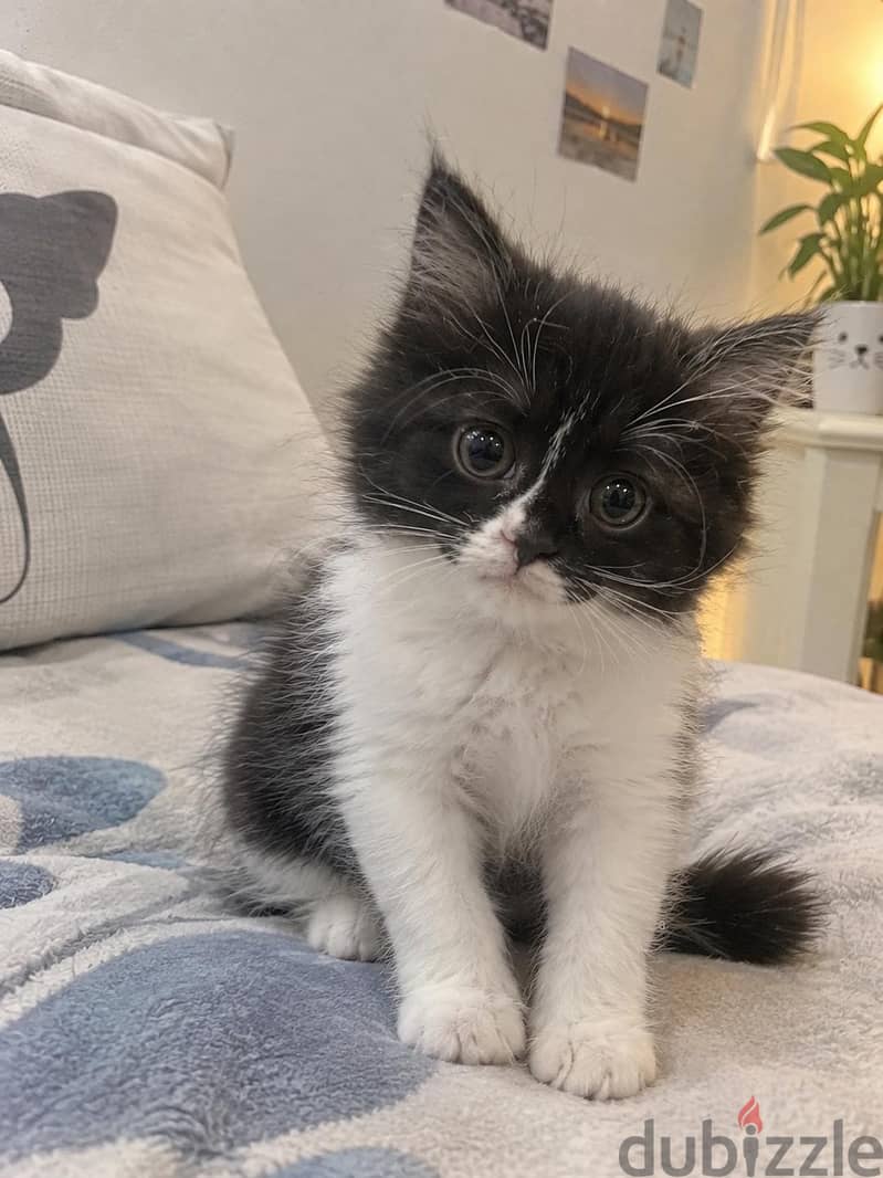 3 Kittens Available | 3 كتن متوفرة 5