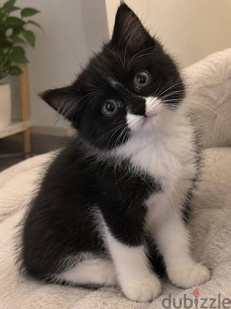 3 Kittens Available | 3 كتن متوفرة 7