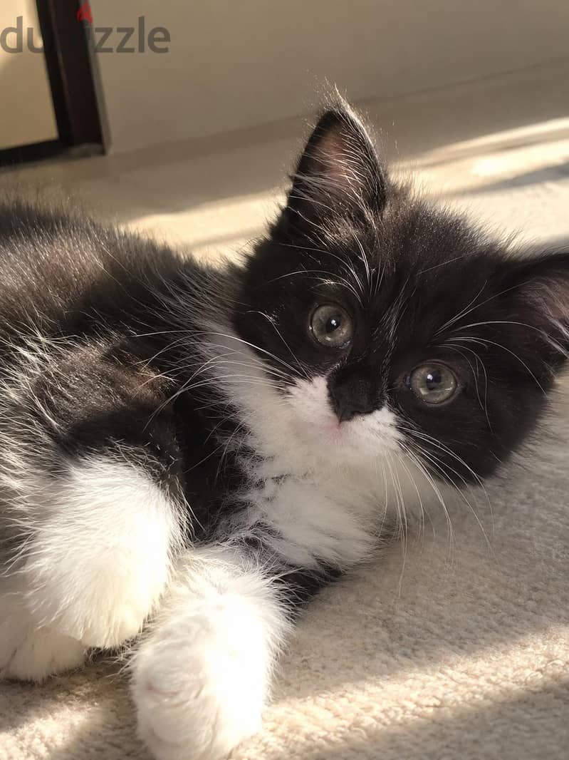 3 Kittens Available | 3 كتن متوفرة 8