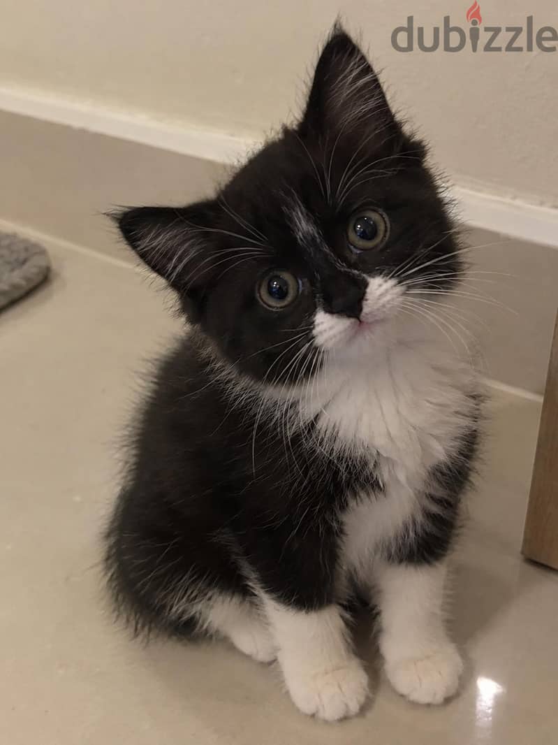 3 Kittens Available | 3 كتن متوفرة 9
