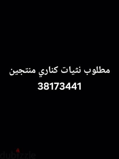 مطلوب كناري