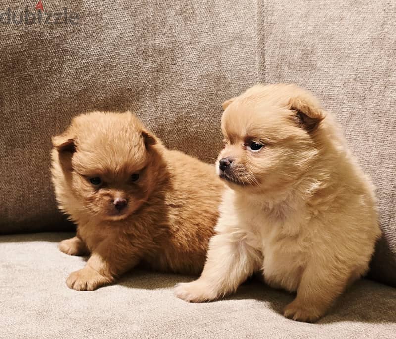 Mini toy poodle and pomernian and maltipoo 1