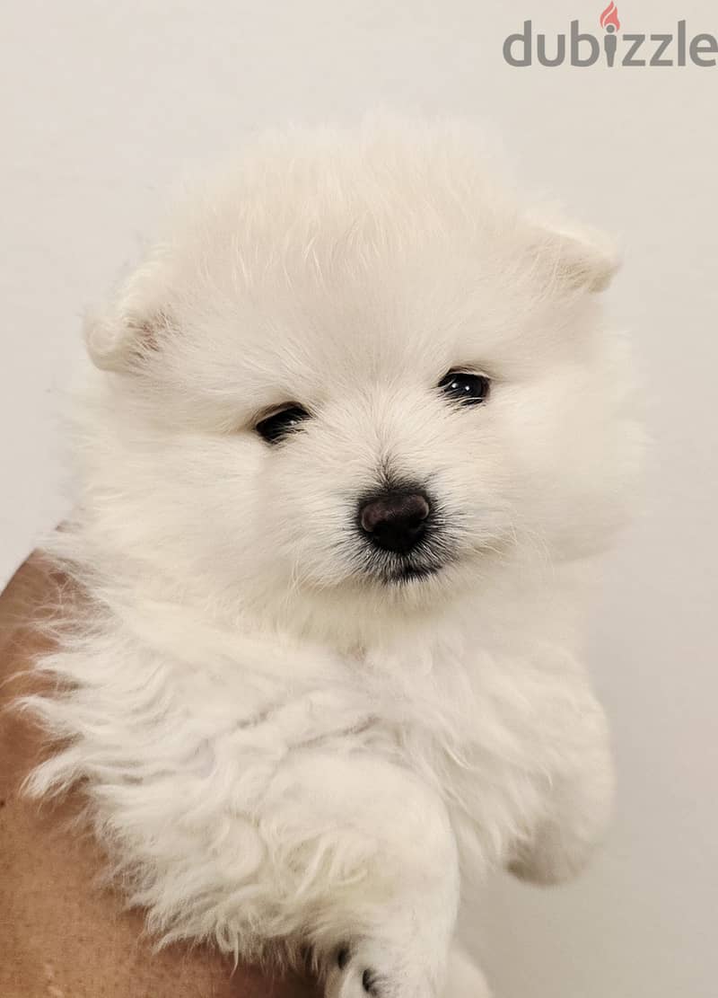 Mini toy poodle and pomernian and maltipoo 3
