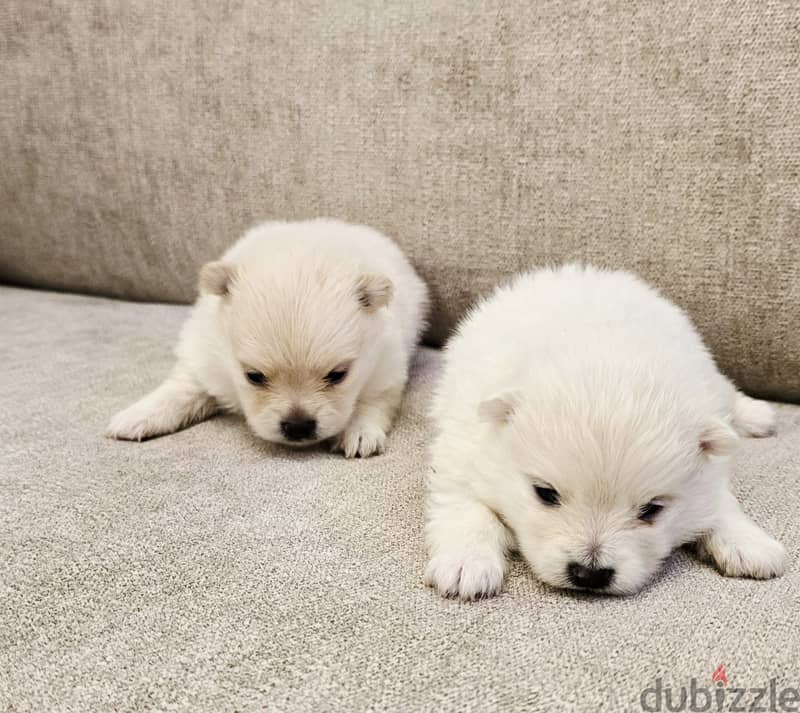 Mini toy poodle and pomernian and maltipoo 4