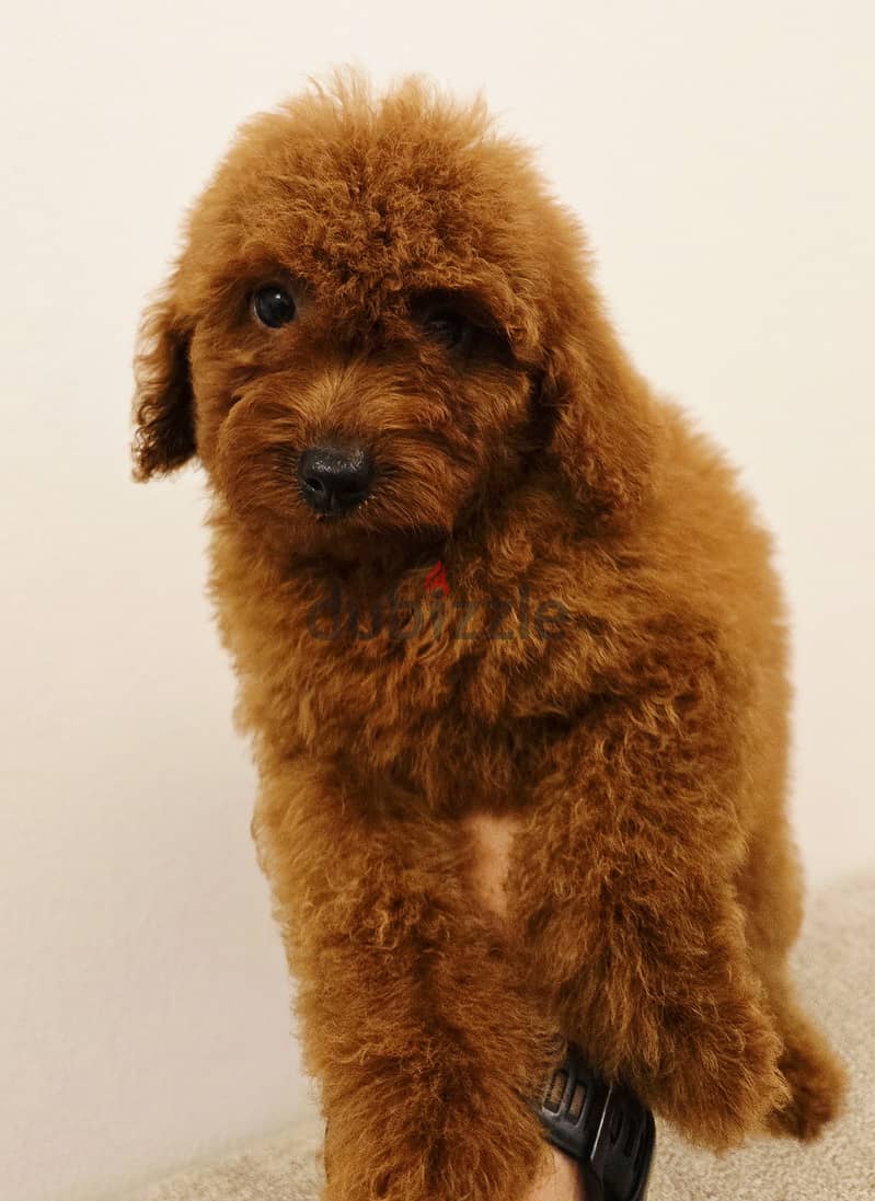 Mini toy poodle and pomernian and maltipoo 5