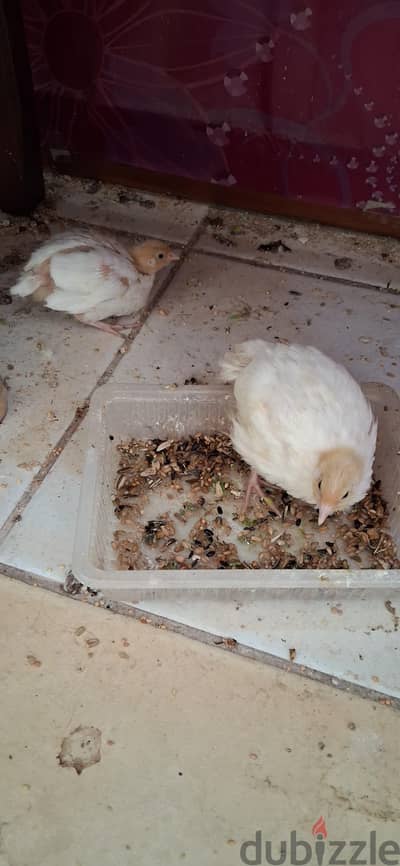 White quail urgent for sale. .