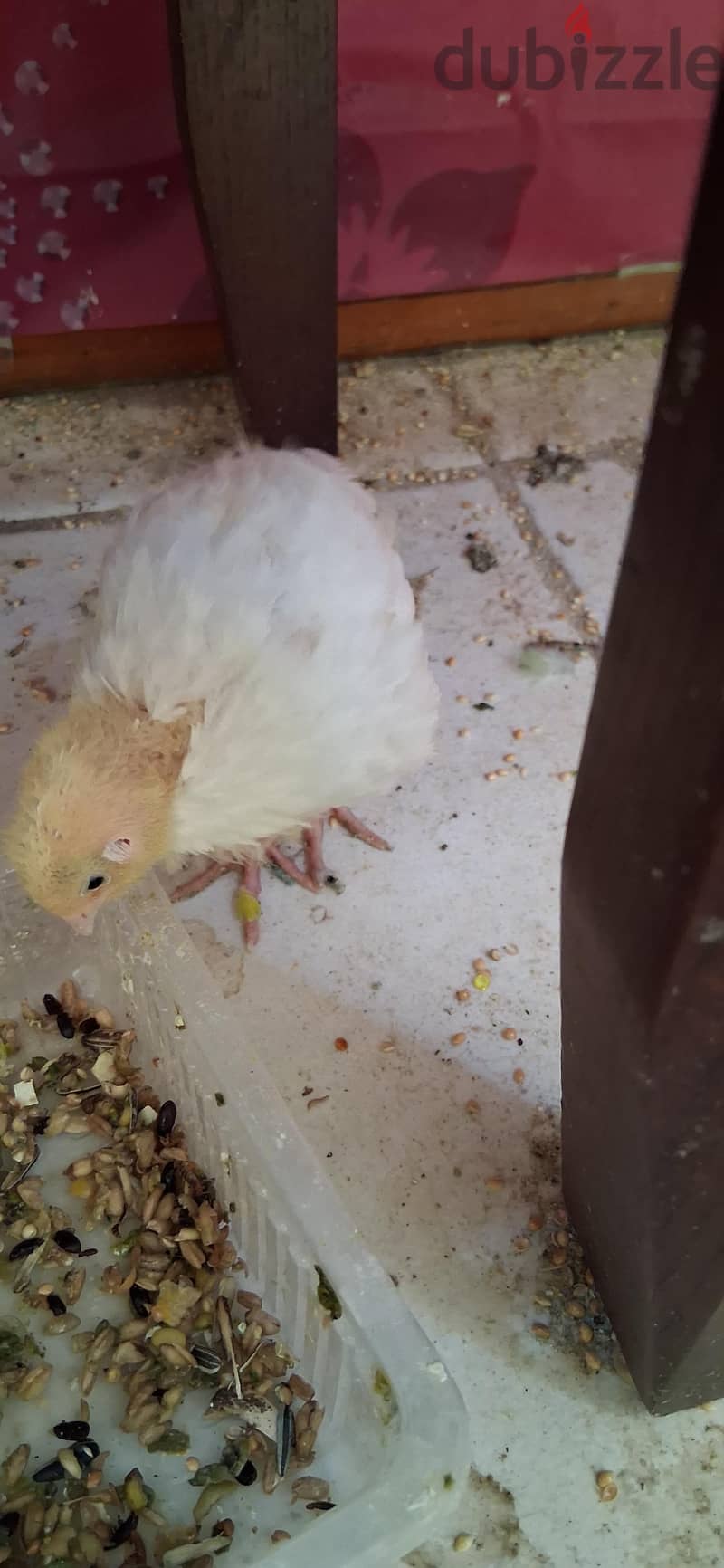 White quail urgent for sale. . 1