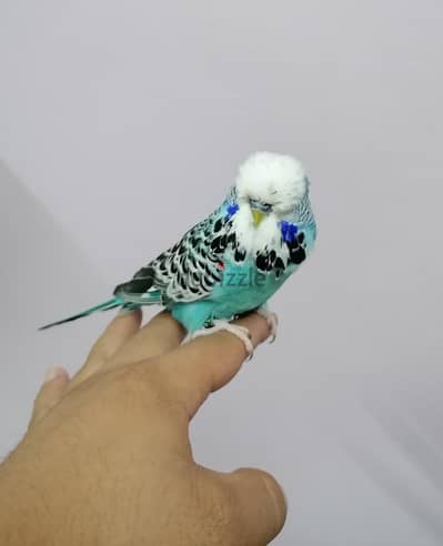 ذكر بادجي انجليزي سكاي بلو اليف جدا