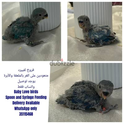فروخ لفبيرد غر Baby lovebirds