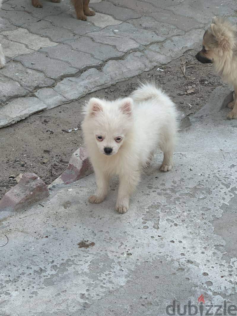 Pomeranian puppy for sale(male and female)للبيع بومرينين انثى وطكر 1