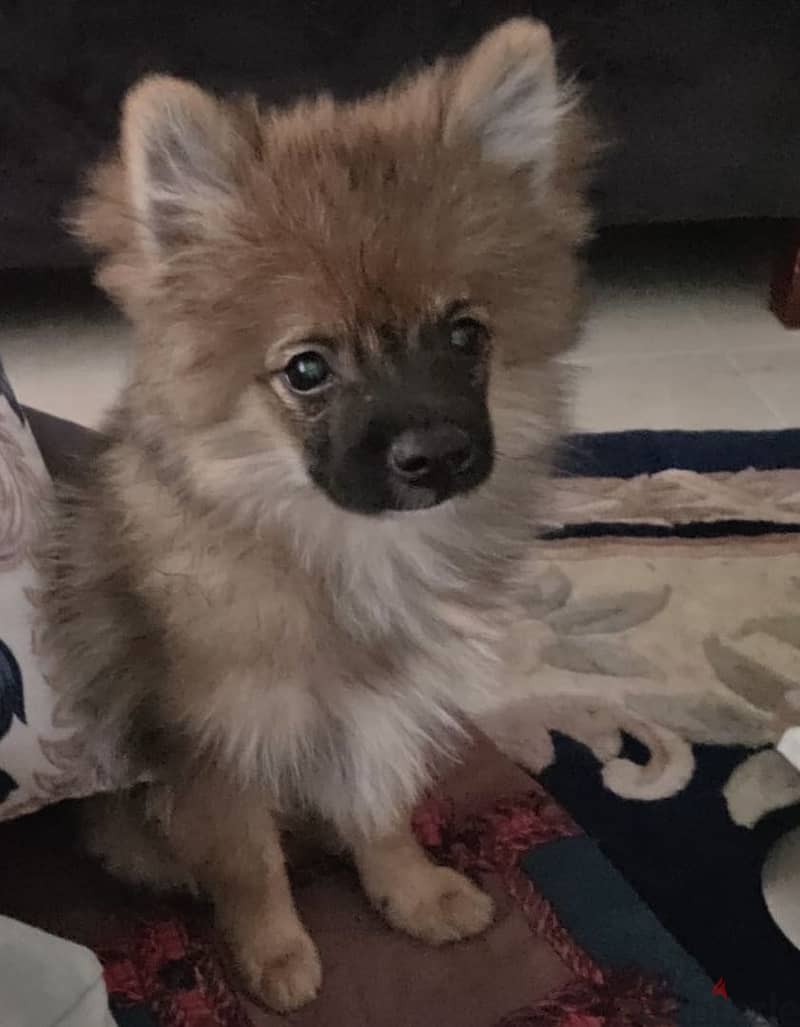 Pomeranian puppy for sale(male and female)للبيع بومرينين انثى وطكر 2