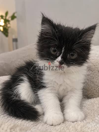 ٢ كتن شيرازي تاكسيدو | 2 kittens Persian Tuxedo