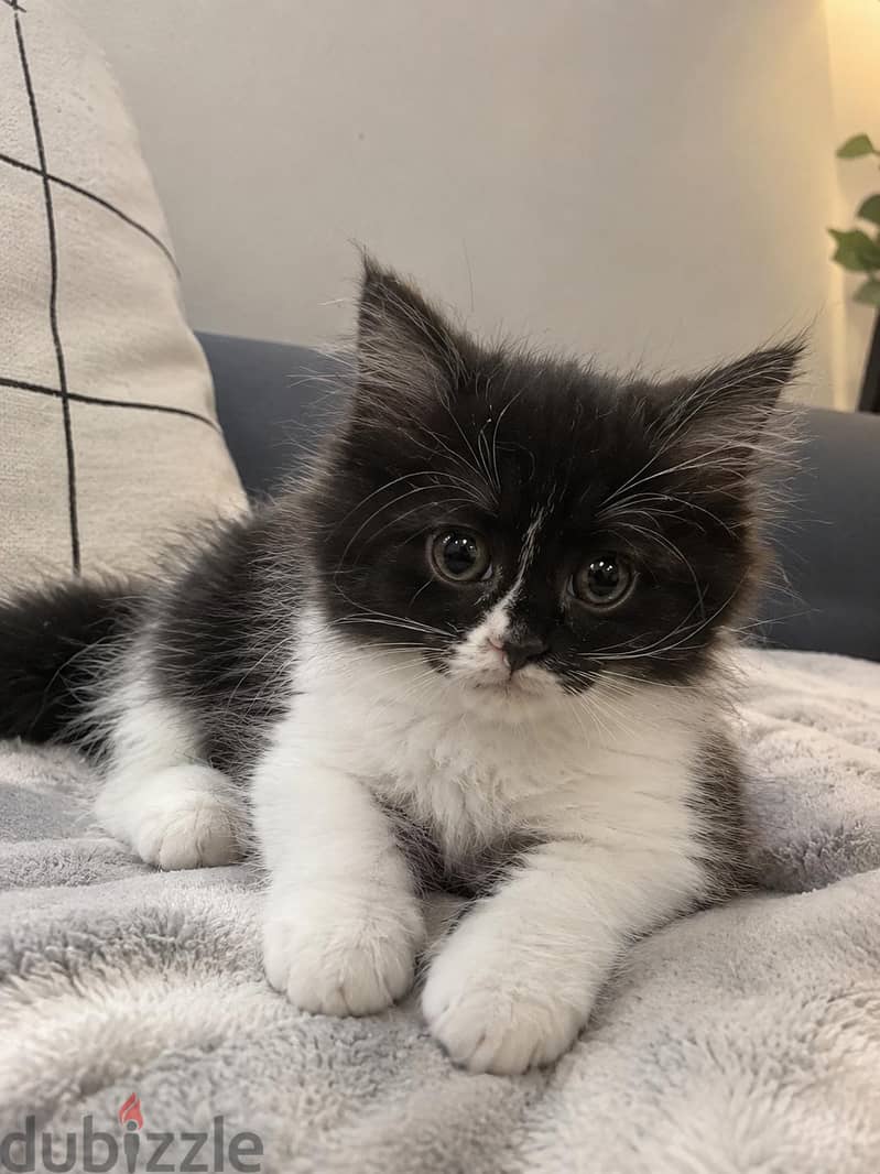 ٢ كتن شيرازي تاكسيدو | 2 kittens Persian Tuxedo 1
