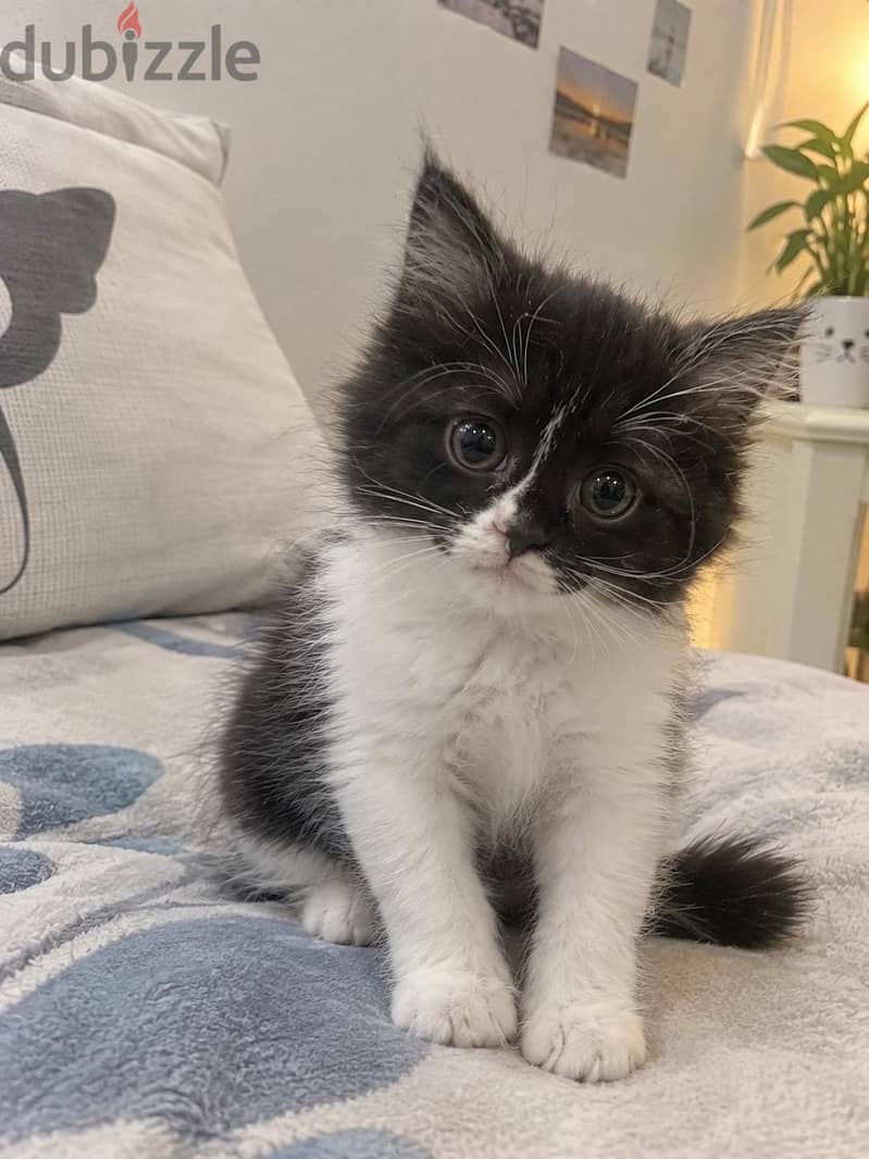 ٢ كتن شيرازي تاكسيدو | 2 kittens Persian Tuxedo 2