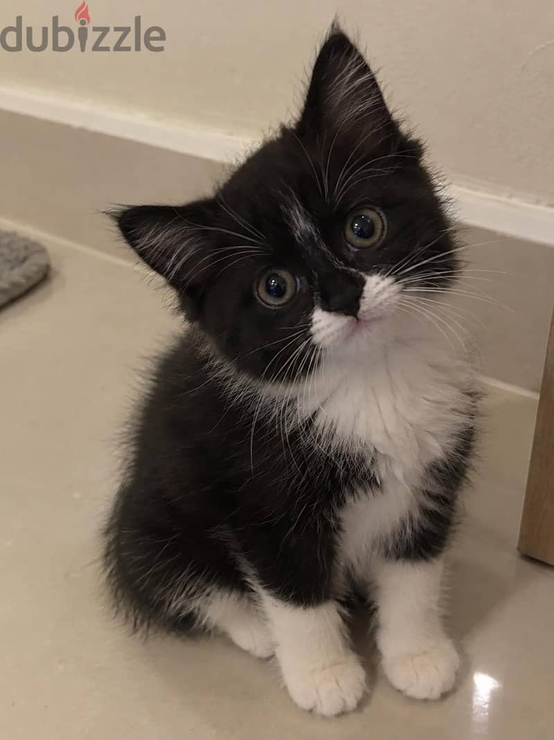 ٢ كتن شيرازي تاكسيدو | 2 kittens Persian Tuxedo 5