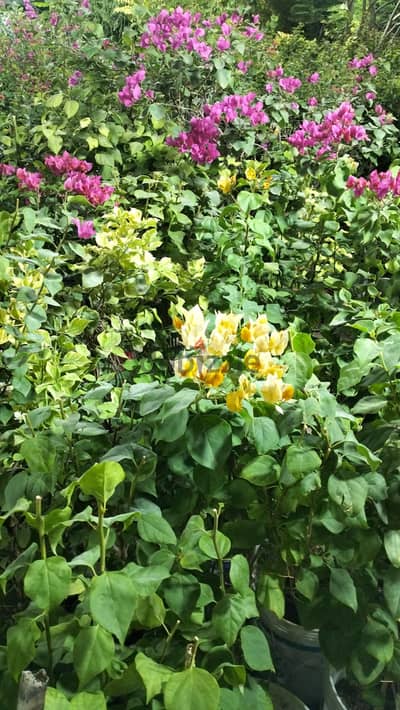 garden mantince
