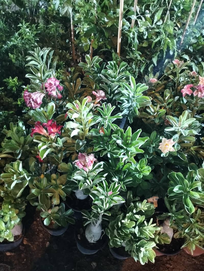 garden mantince 3