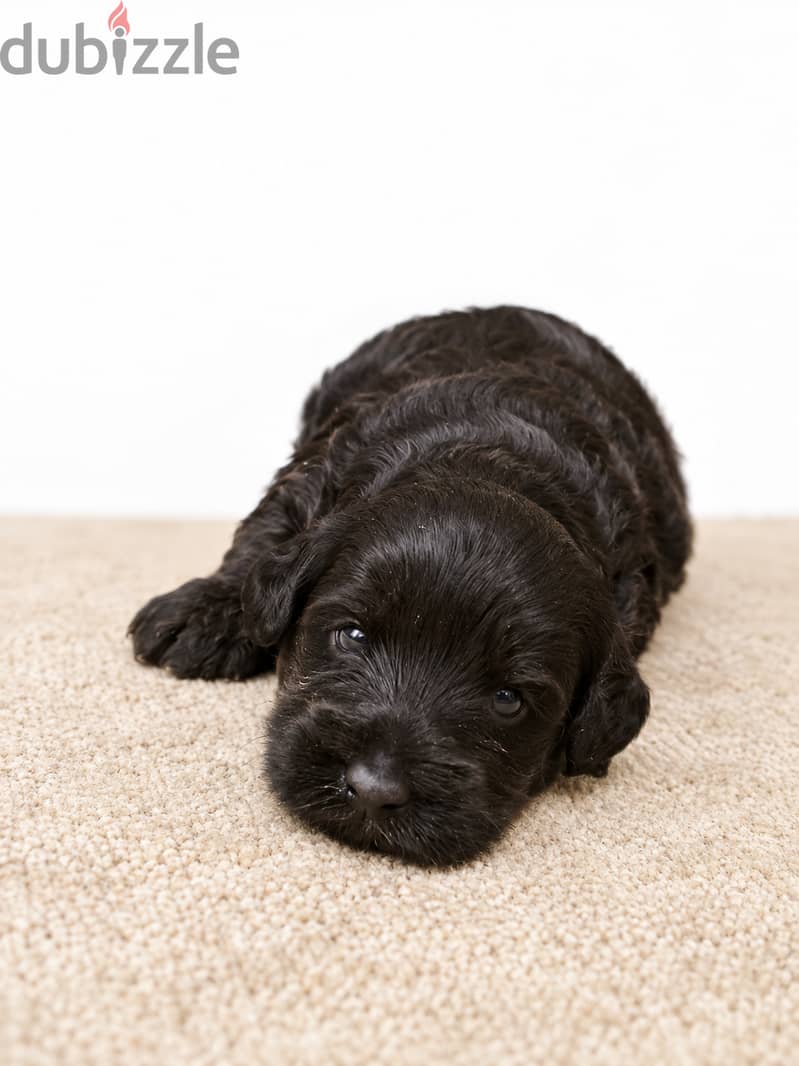 Maltipoo 1
