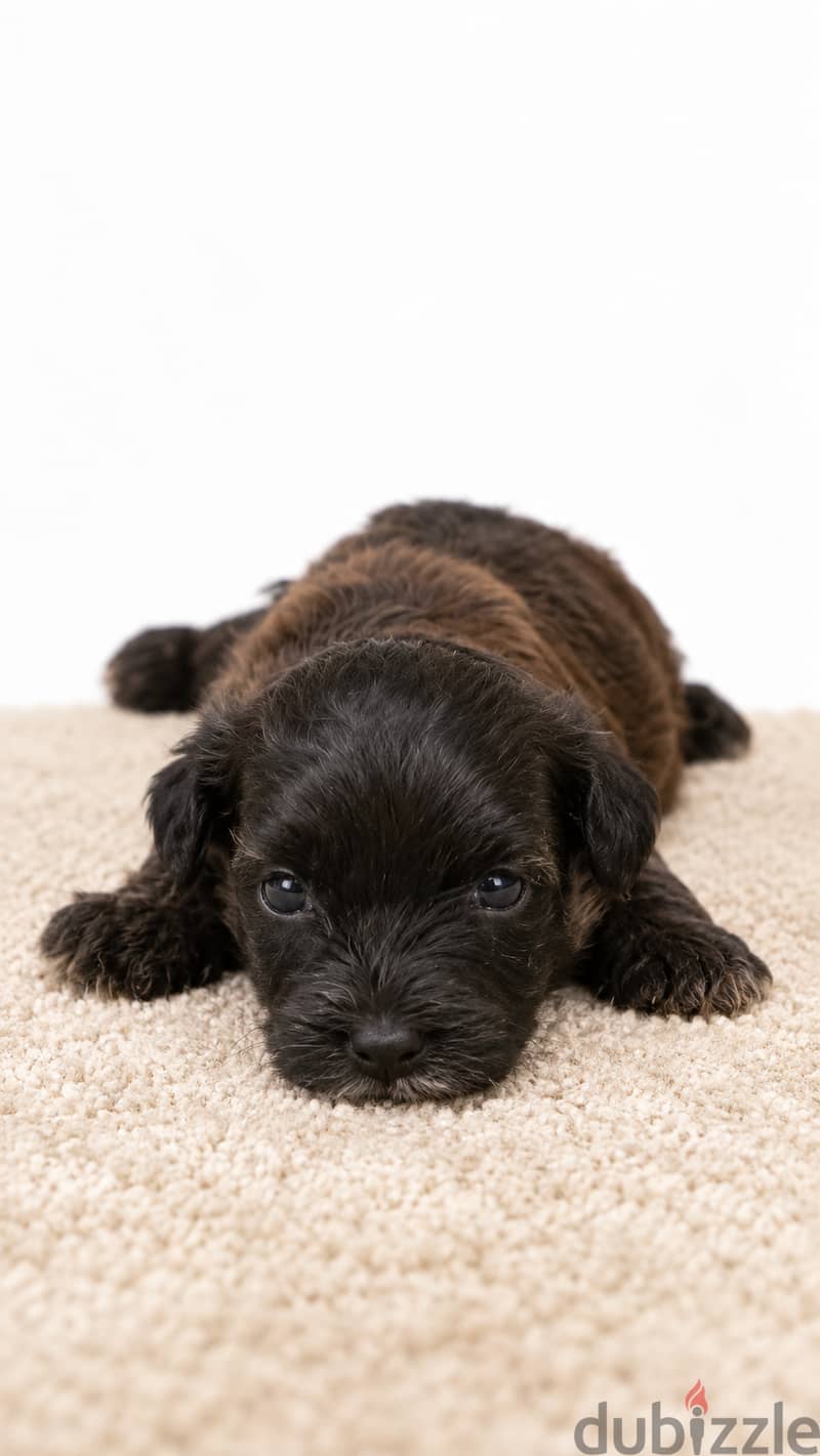 Maltipoo 2