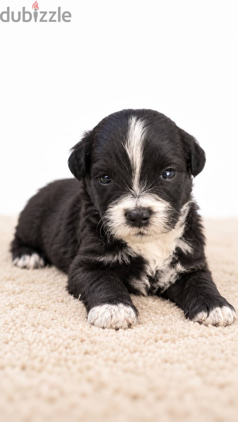 Maltipoo 3