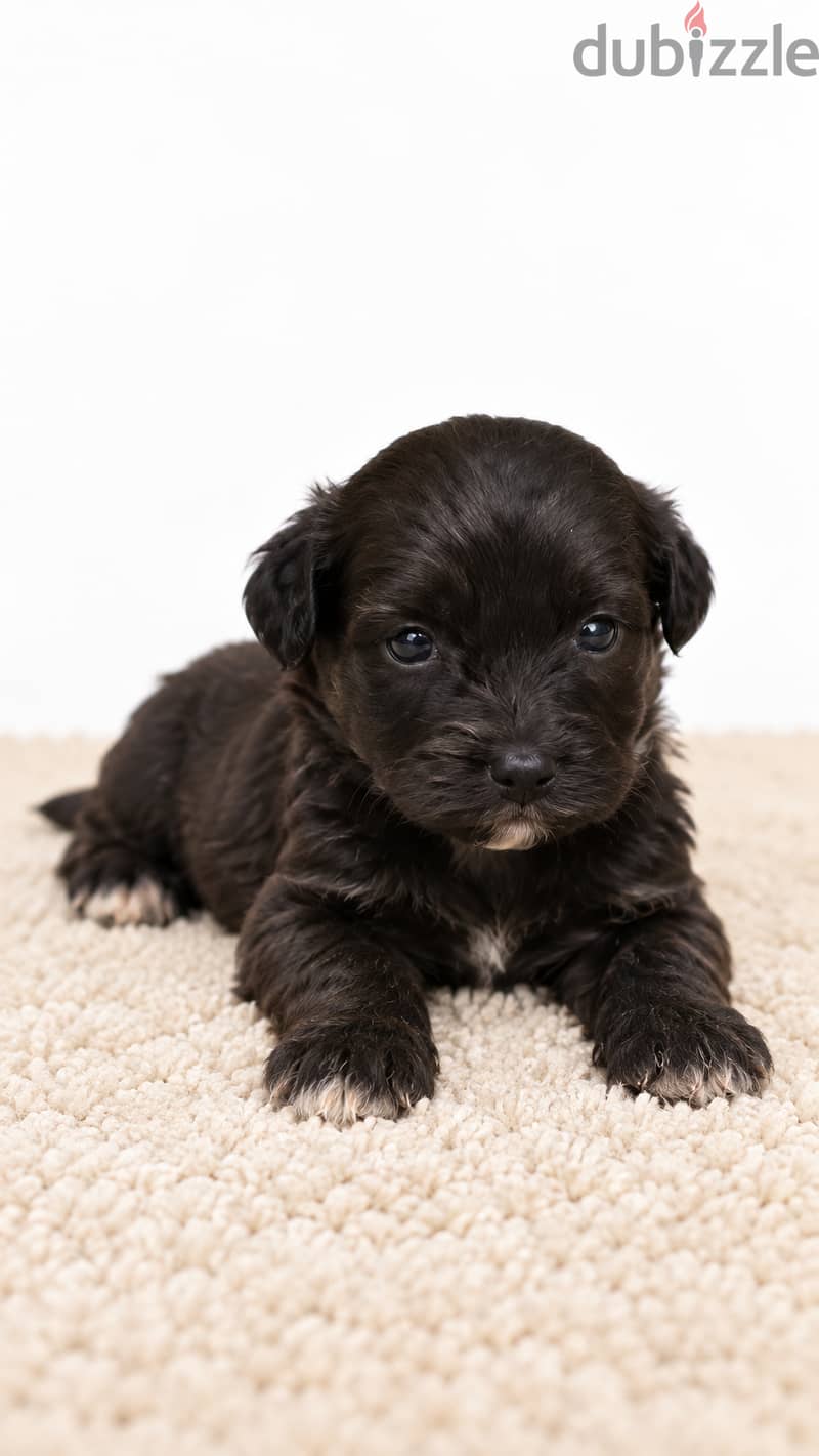 Maltipoo 4