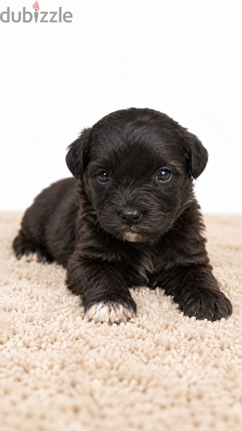 Maltipoo 5