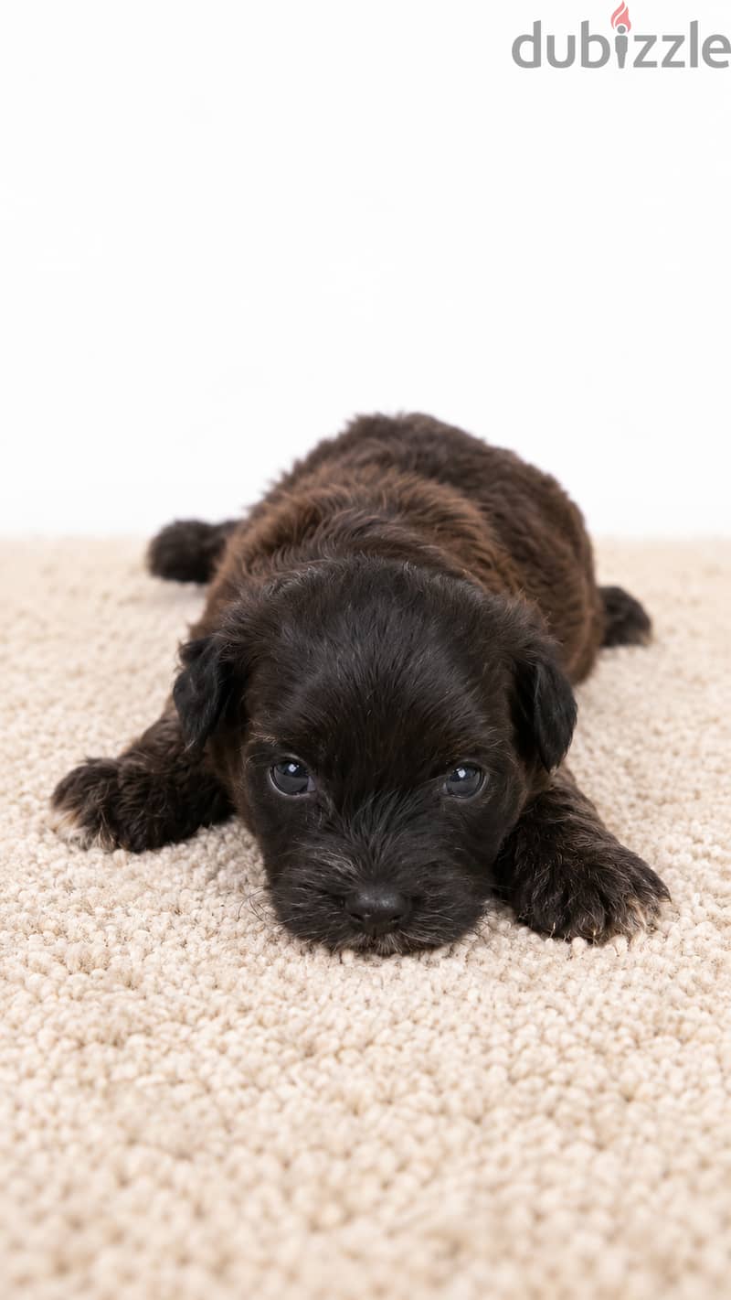 Maltipoo 6