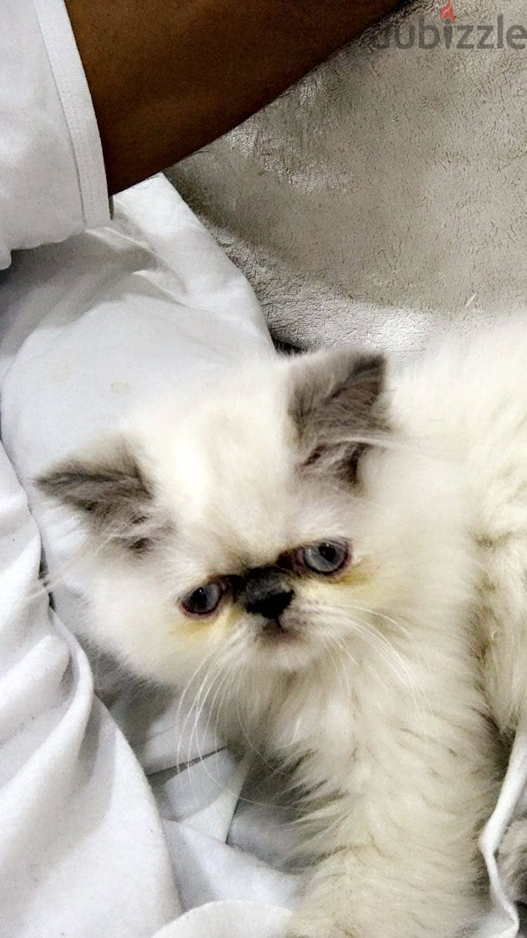 قطة للتبني cat Adoption 1