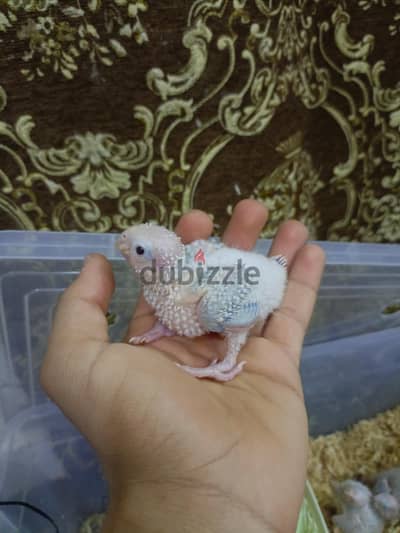 for sale pineapple conure baby few pieces only
