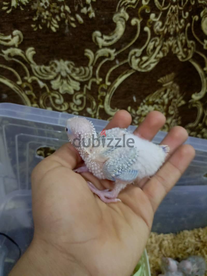 for sale pineapple conure baby few pieces only 1