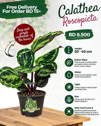 Indoor Plants for Sale Limited stock