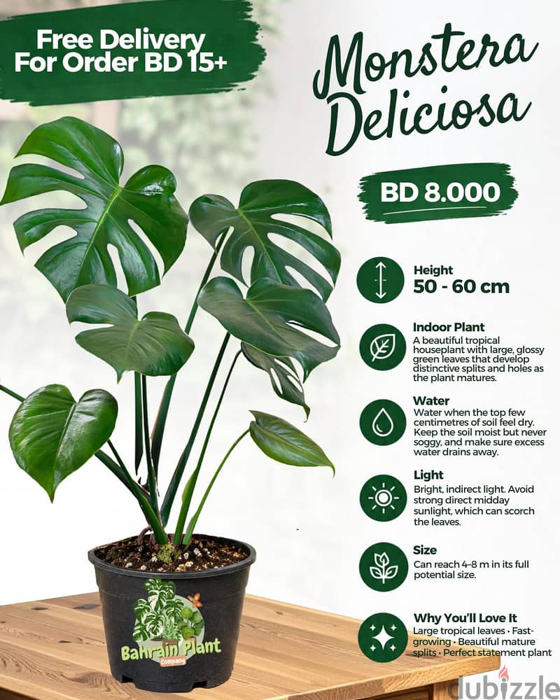 Indoor Plants for Sale Limited stock 1