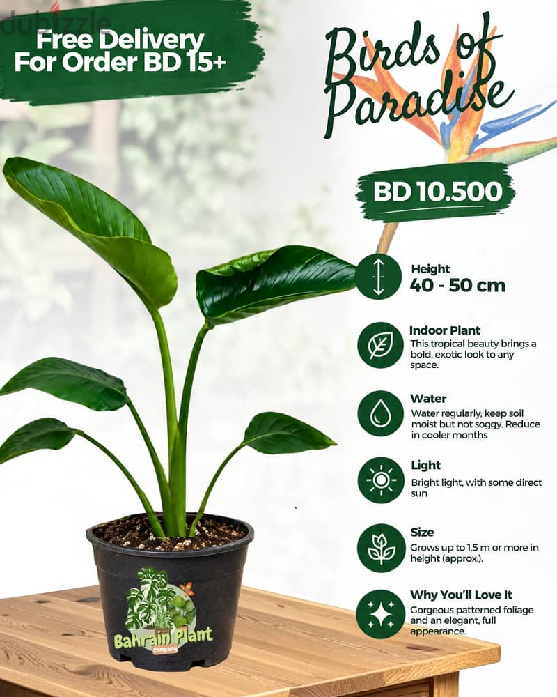 Indoor Plants for Sale Limited stock 3