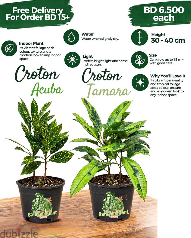 Indoor Plants for Sale Limited stock 5