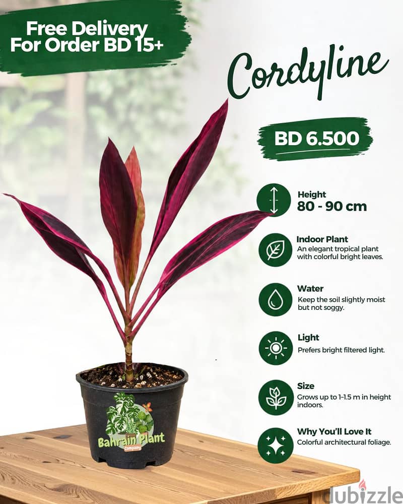 Indoor Plants for Sale Limited stock 7