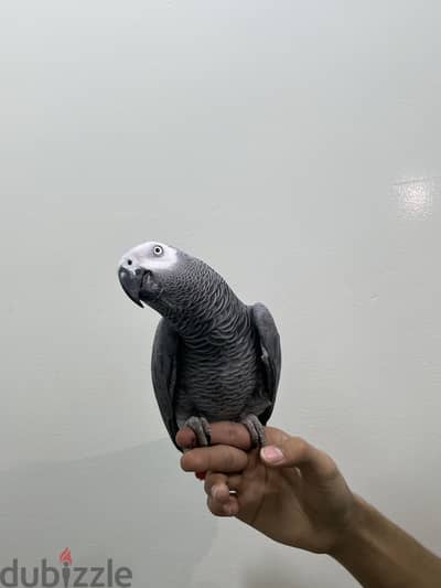 كاسيكو للبيع