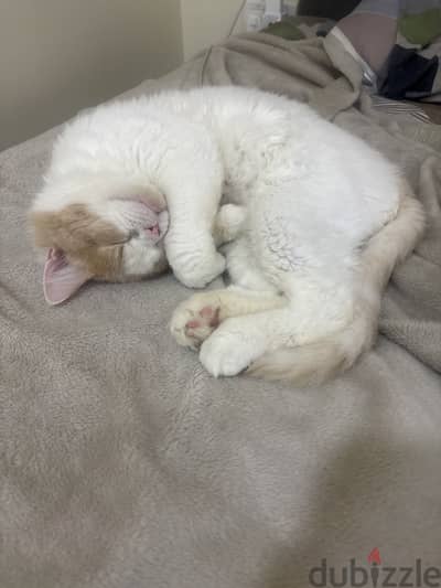 Free Cat