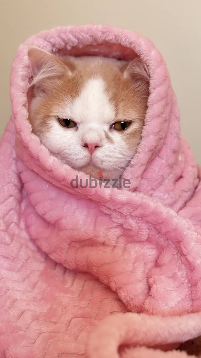 Free Cat 1