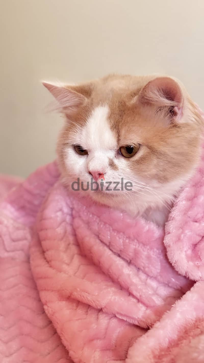 Free Cat 2