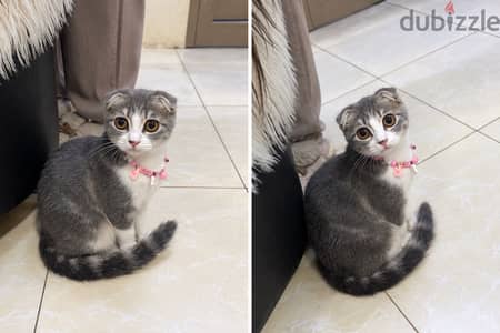 Scottish fold kitten