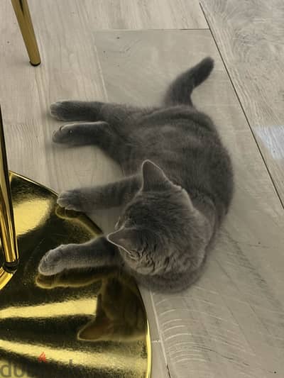 For sale  Male Scottish Fold