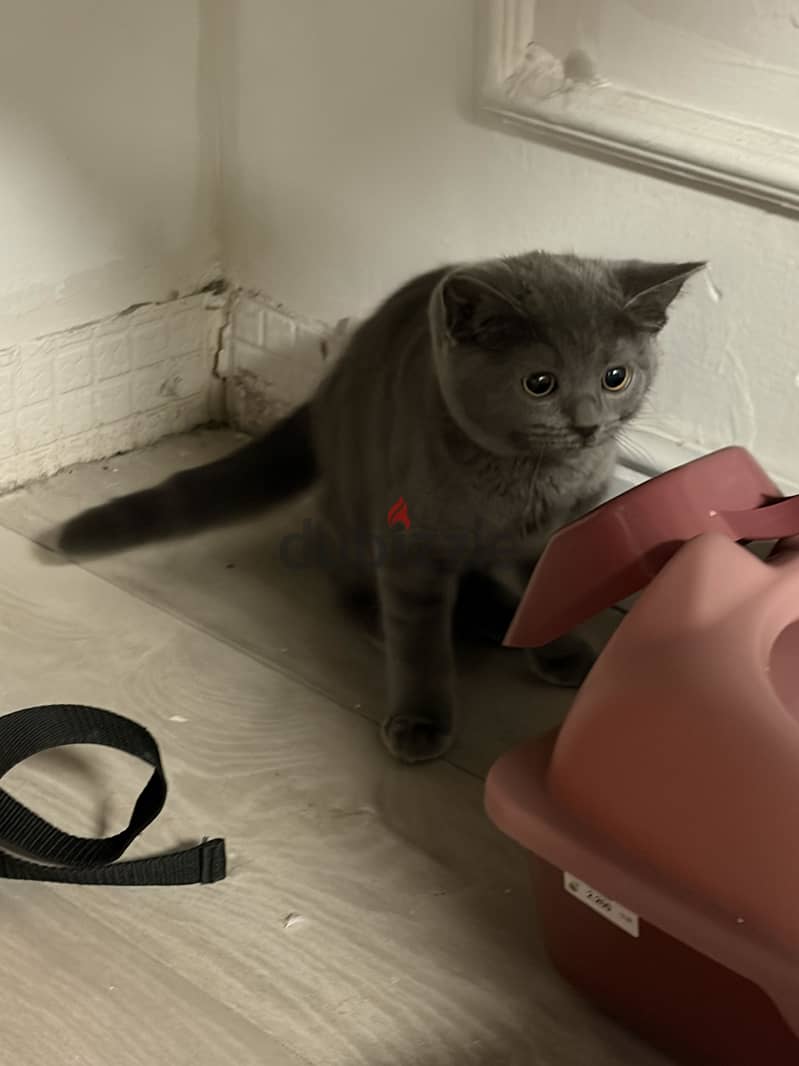 For sale  Male Scottish Fold 1