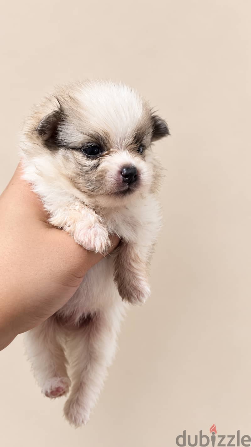 Mini toy poodel 4