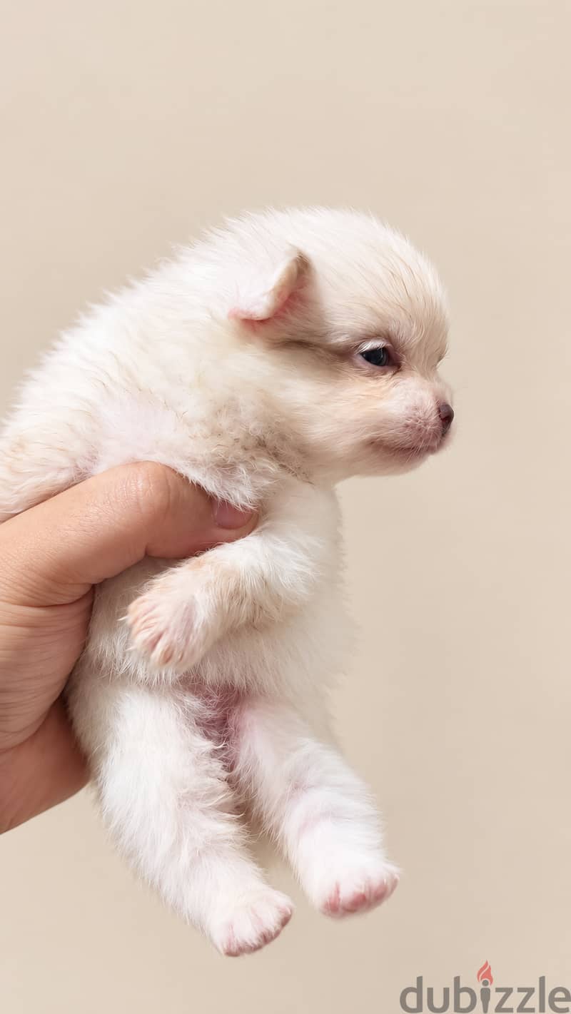 Mini toy poodel 5