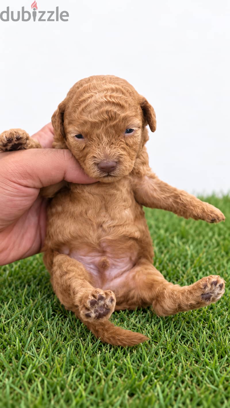 Mini toy poodel 8