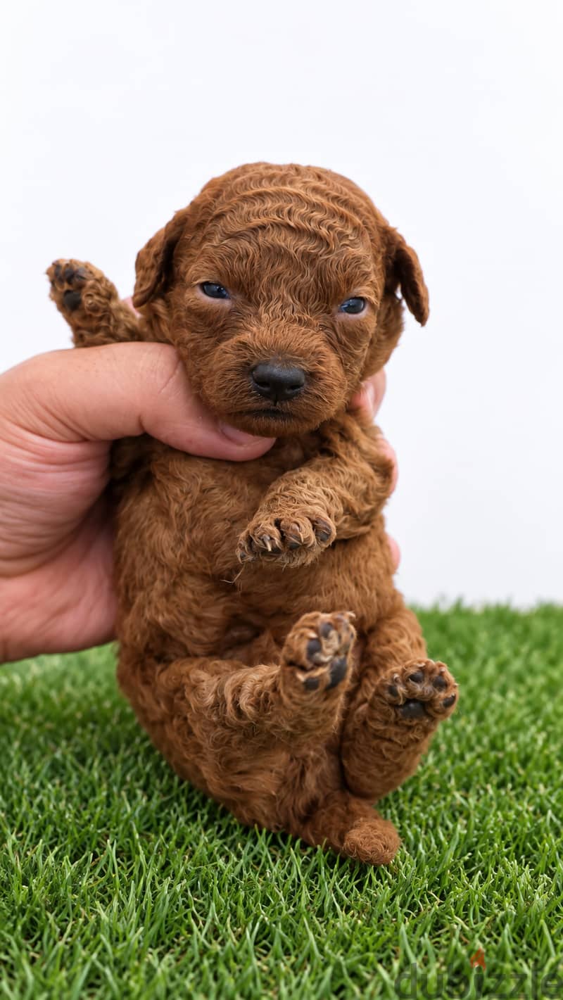 Mini toy poodel 10