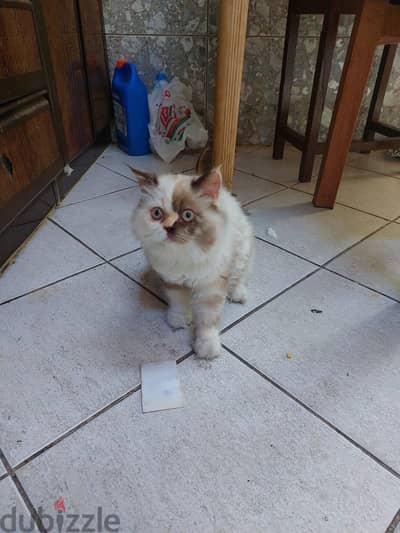 So cute Pets
