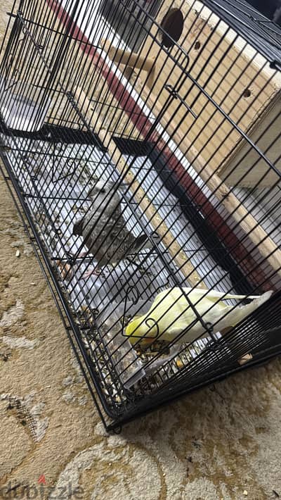 Grey male cocktail for sale only