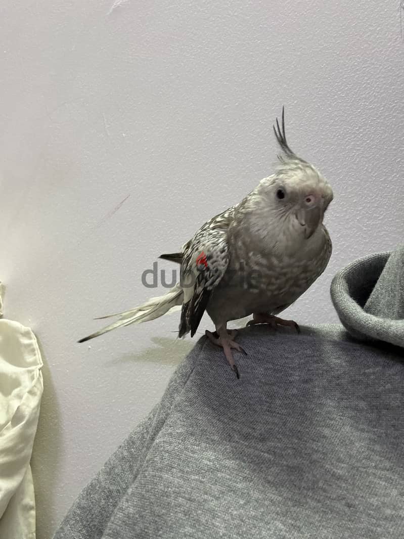 Grey male cocktail for sale only 1