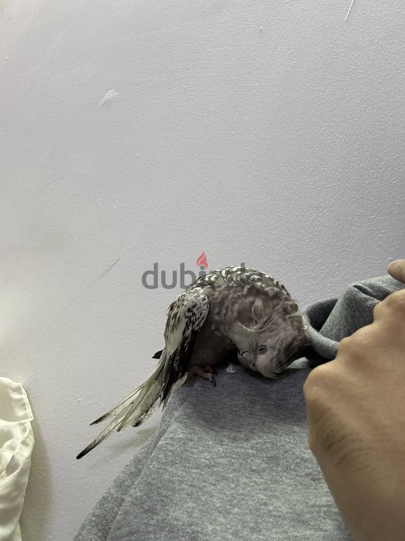 Grey male cocktail for sale only 2